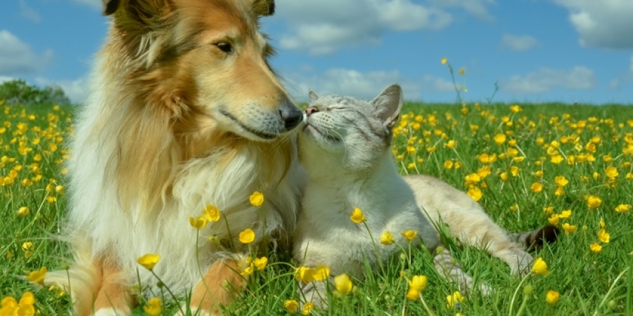 Komt er nog een dierenbegraafplaats in Gent? "Er is niet overal even veel vraag naar" Komt er nog een dierenbegraafplaats in Gent? "Er is niet overal even veel vraag naar"